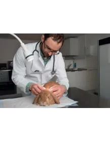 HEINE EL 3 LED Untersuchungsleuchte für Veterinär