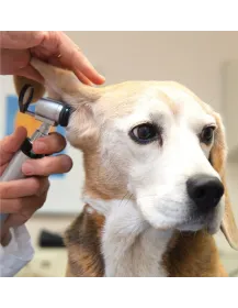 HEINE G100 LED Veterinär Untersuchungs-Instrument